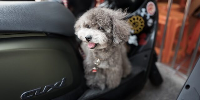 huisdier vervoeren huisdier vervoeren